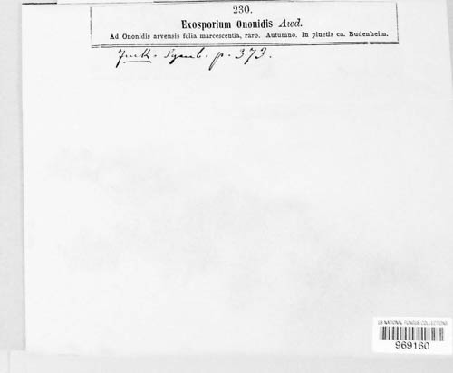 Napicladium image